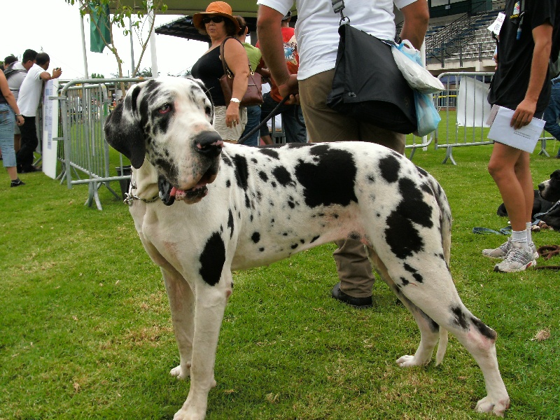 Celtica Du Domaine De Thorgal