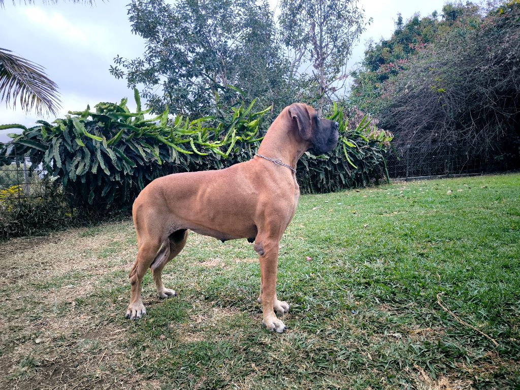 Rode anou Du Domaine De Thorgal