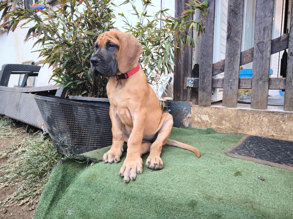 Rode et Simon dit Ugo