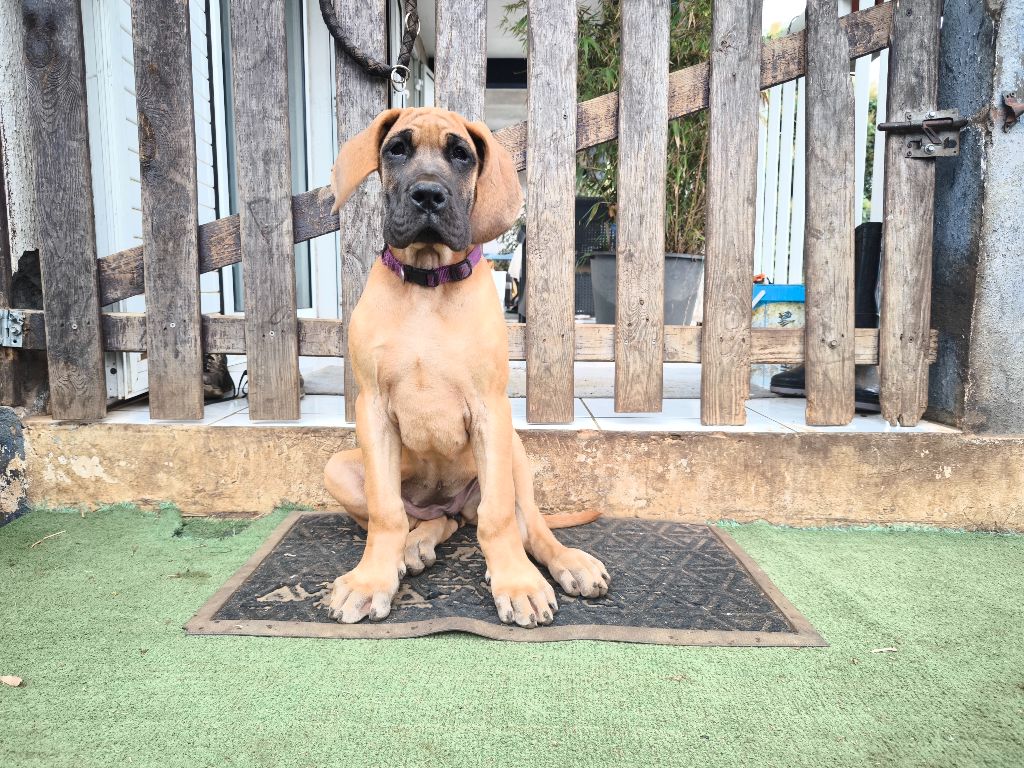 Du Domaine De Thorgal - Chiots disponibles - Dogue allemand