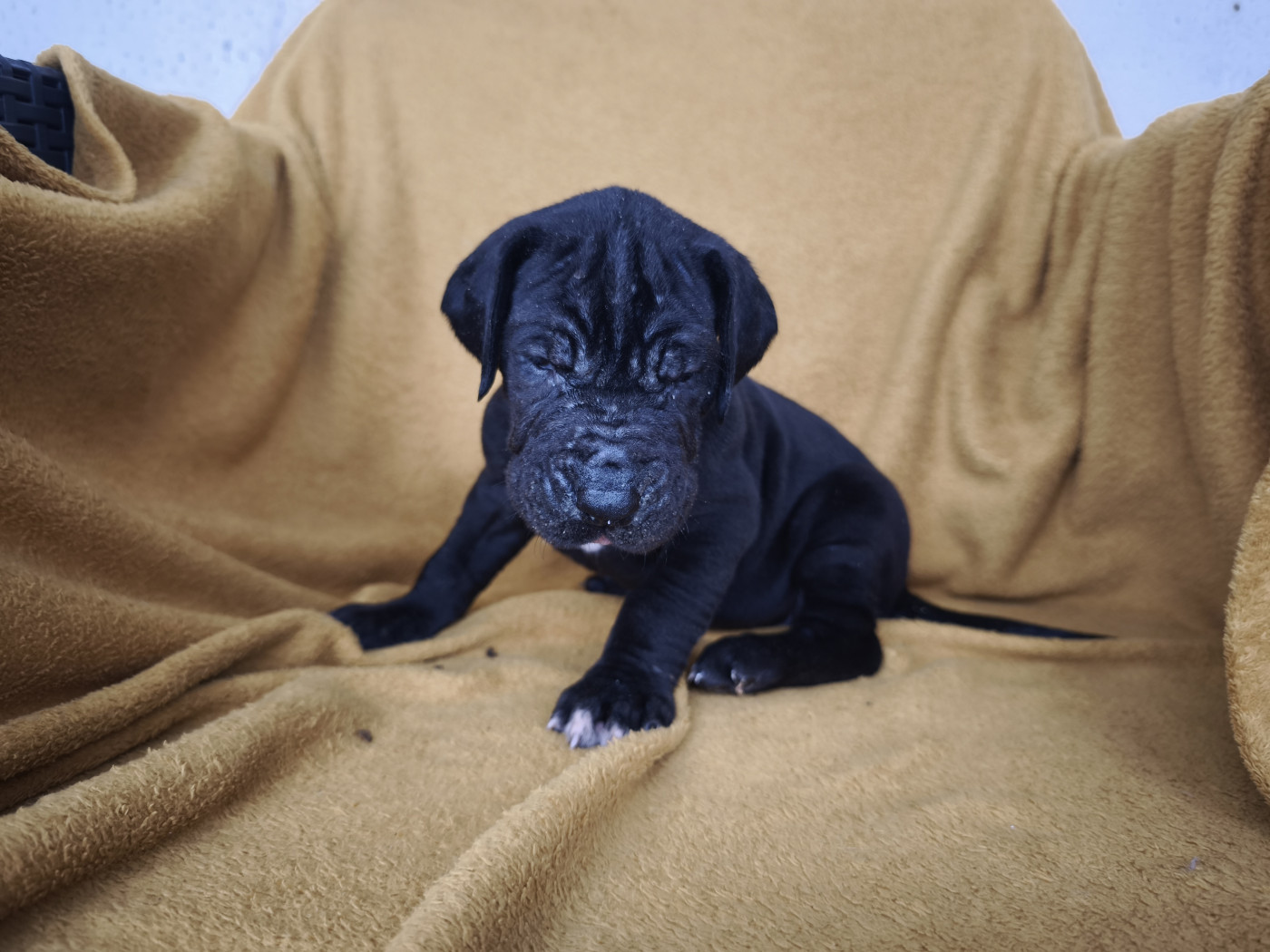 Du Domaine De Thorgal - Chiots disponibles - Dogue allemand