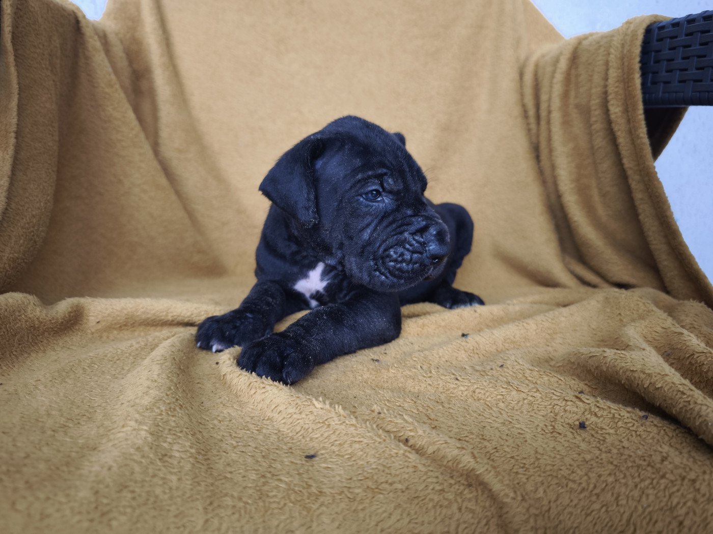Du Domaine De Thorgal - Chiots disponibles - Dogue allemand