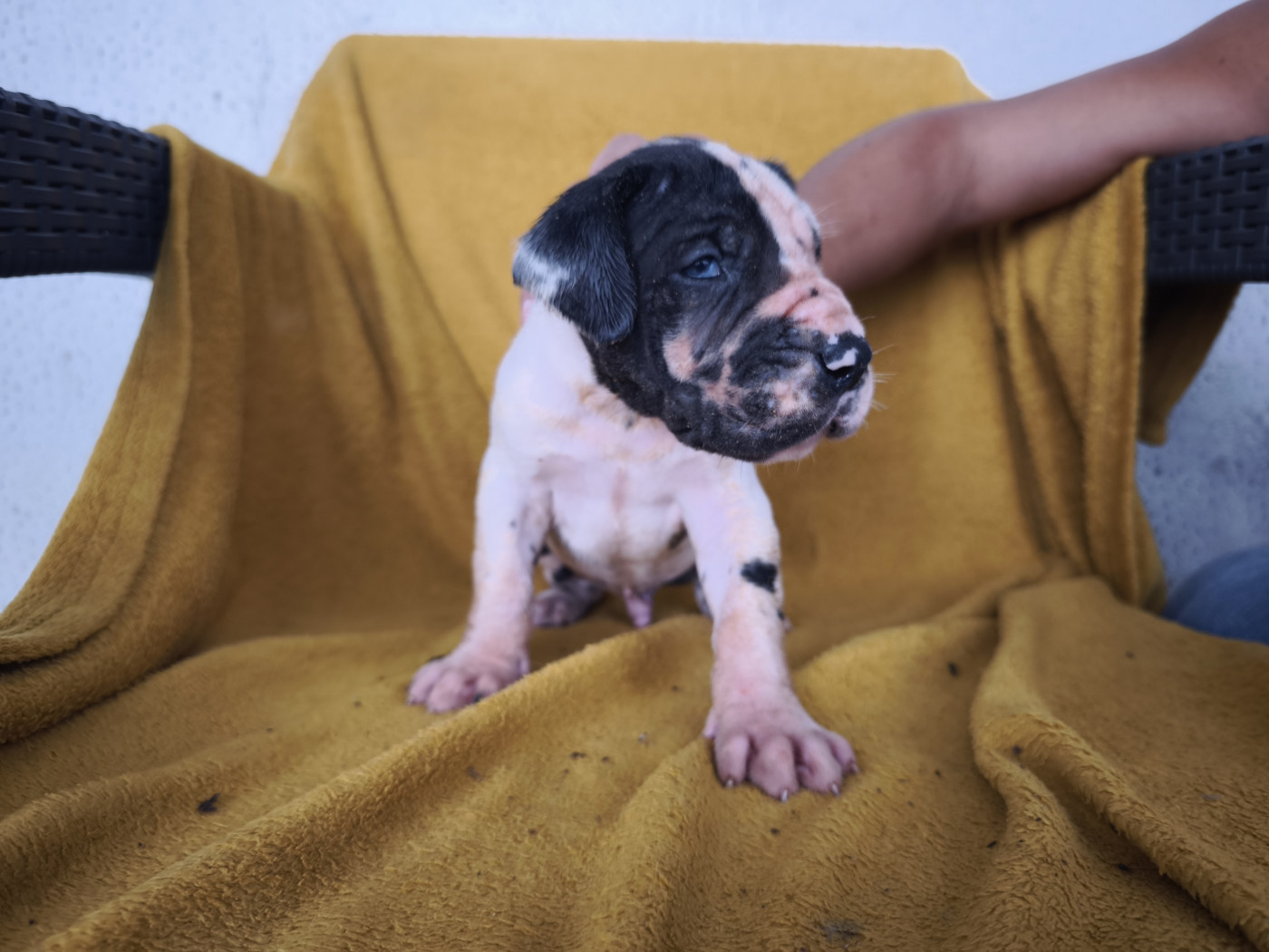 Du Domaine De Thorgal - Chiots disponibles - Dogue allemand