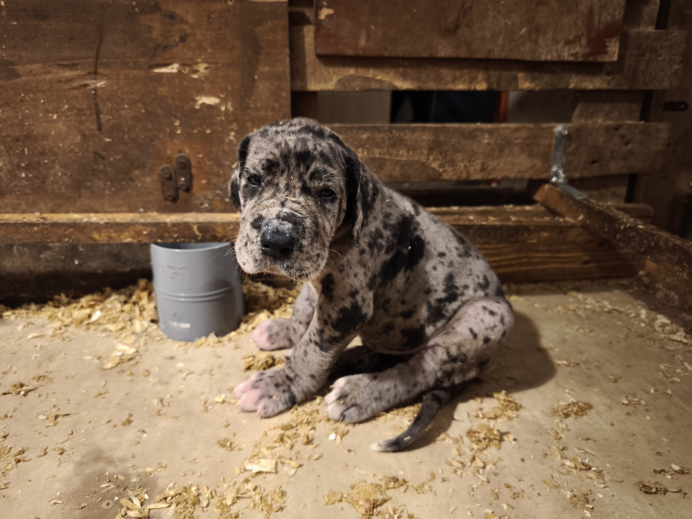Du Domaine De Thorgal - Chiots disponibles - Dogue allemand