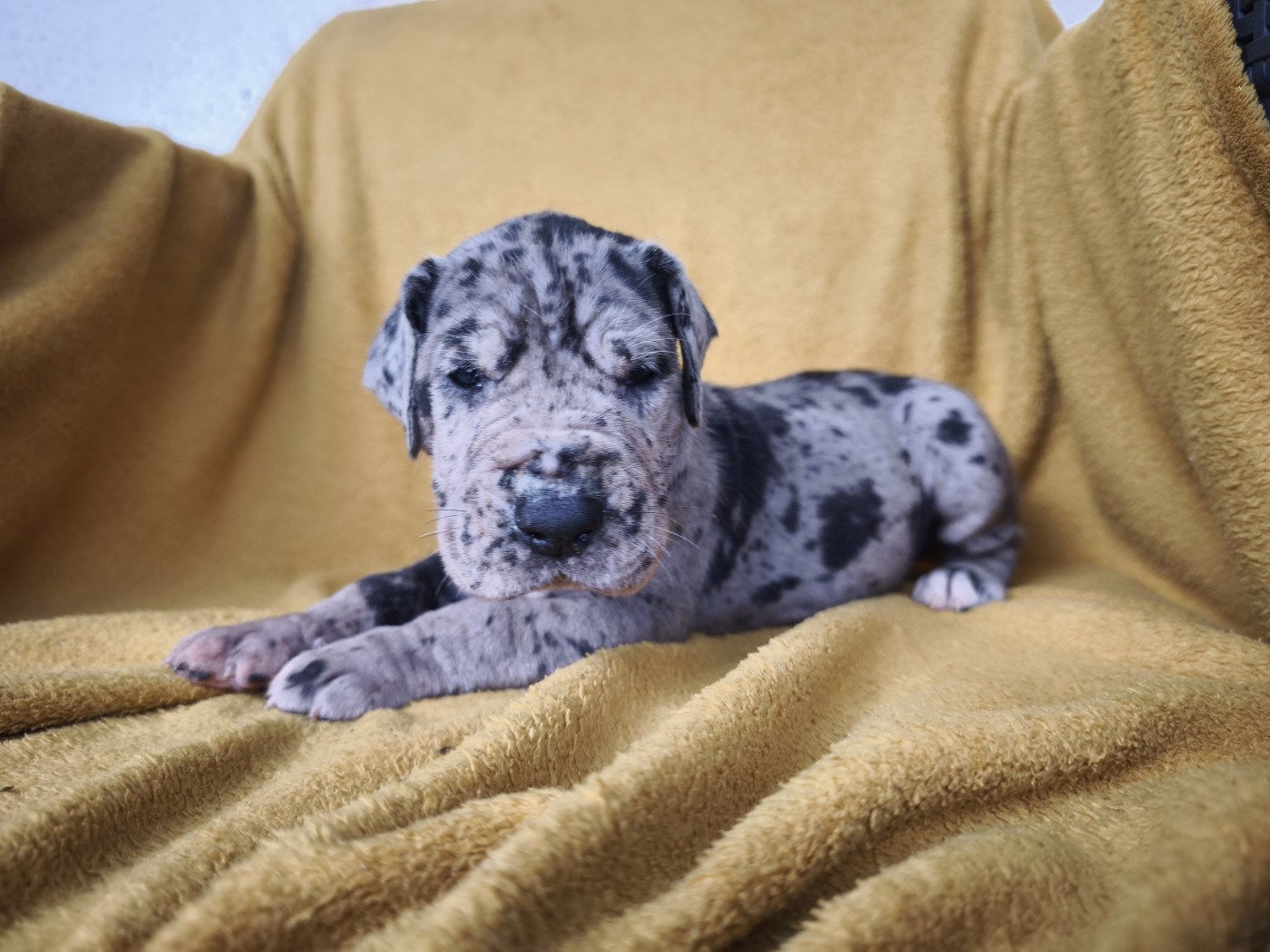 Du Domaine De Thorgal - Chiots disponibles - Dogue allemand