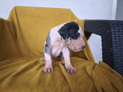 Chiot Mâle Arlequin (trait gris a l'épaule)