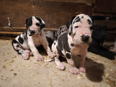 Chiot femelle Arlequin.